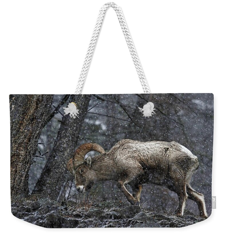 Bighorn Sheep Weekender Tote Bag featuring the photograph Bighorn Caught In A Blizzard by Athena Mckinzie