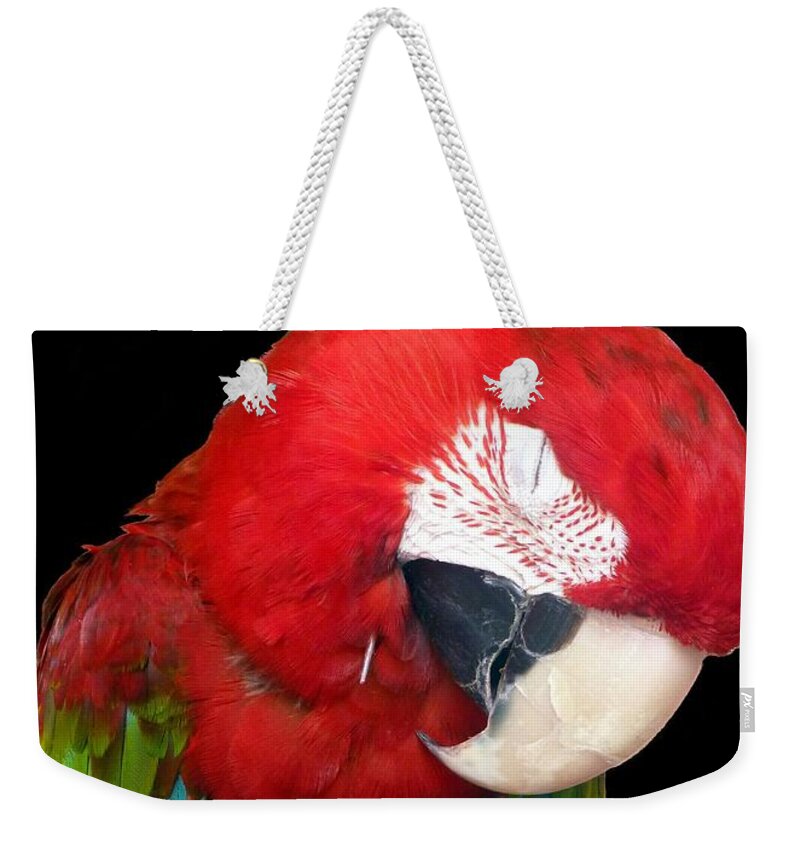 Macaw Weekender Tote Bag featuring the photograph Bird Pad Boredom There's a Nap for That by Barbie Corbett-Newmin
