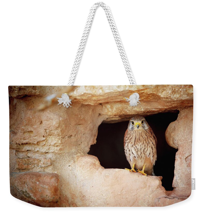 Hiding Weekender Tote Bag featuring the photograph Bird Perched In The Opening Of A Cave by Reynold Mainse / Design Pics