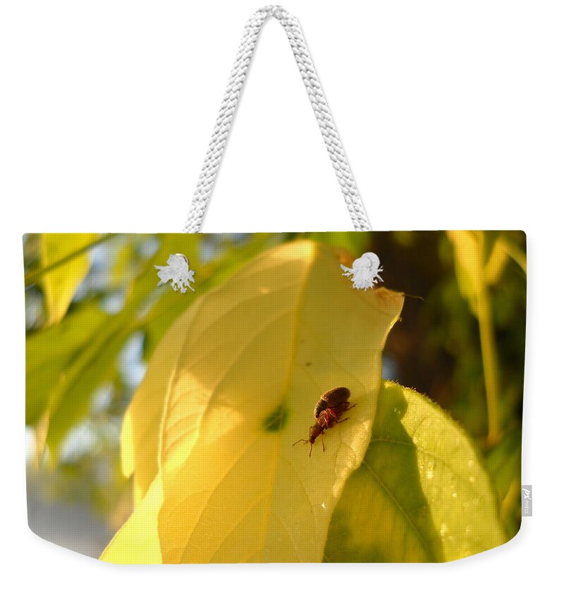 Insect Weekender Tote Bag featuring the photograph Birds Do It Bees Do It Bugs Do It by Kent Lorentzen