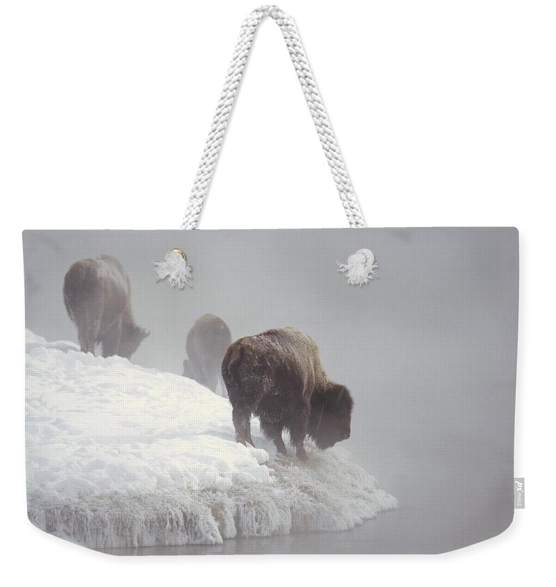 Feb0514 Weekender Tote Bag featuring the photograph Bison Along Snowy Riverbank Yellowstone by Konrad Wothe