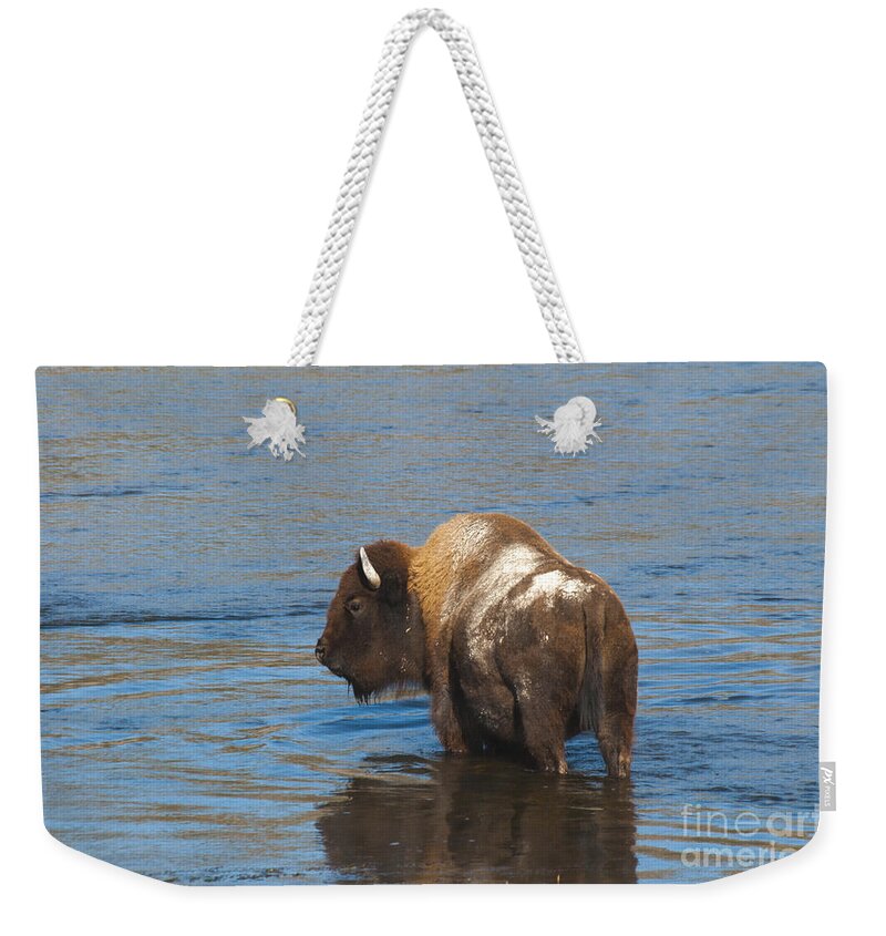Bison Weekender Tote Bag featuring the photograph Bison Crossing River by Gary Beeler