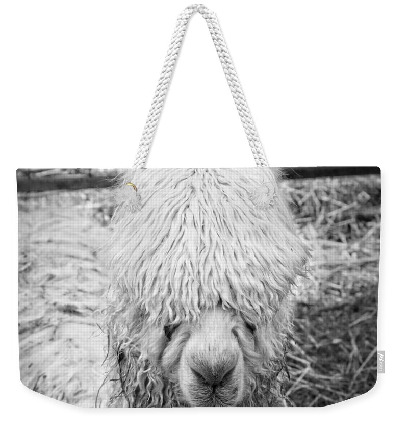 Alpaca Weekender Tote Bag featuring the photograph Black and White Alpaca Photograph by Keith Webber Jr