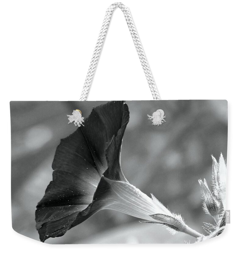 Morning Glory Weekender Tote Bag featuring the photograph Black and White Morning Glory by Carol Montoya