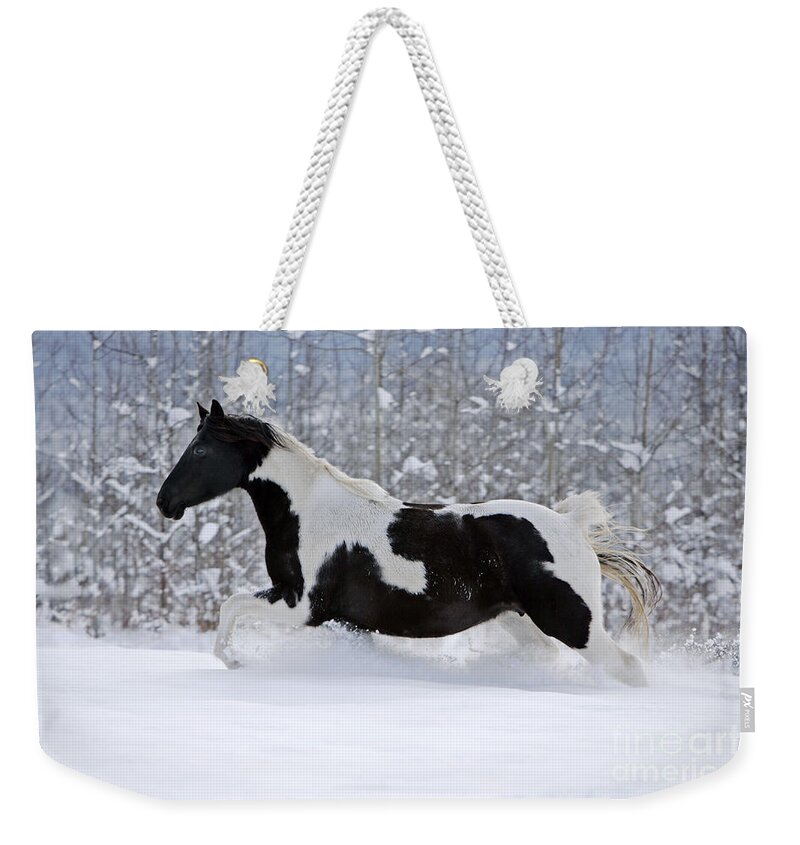 Black And White Weekender Tote Bag featuring the photograph Black And White Paint Horse In Snow by Rolf Kopfle