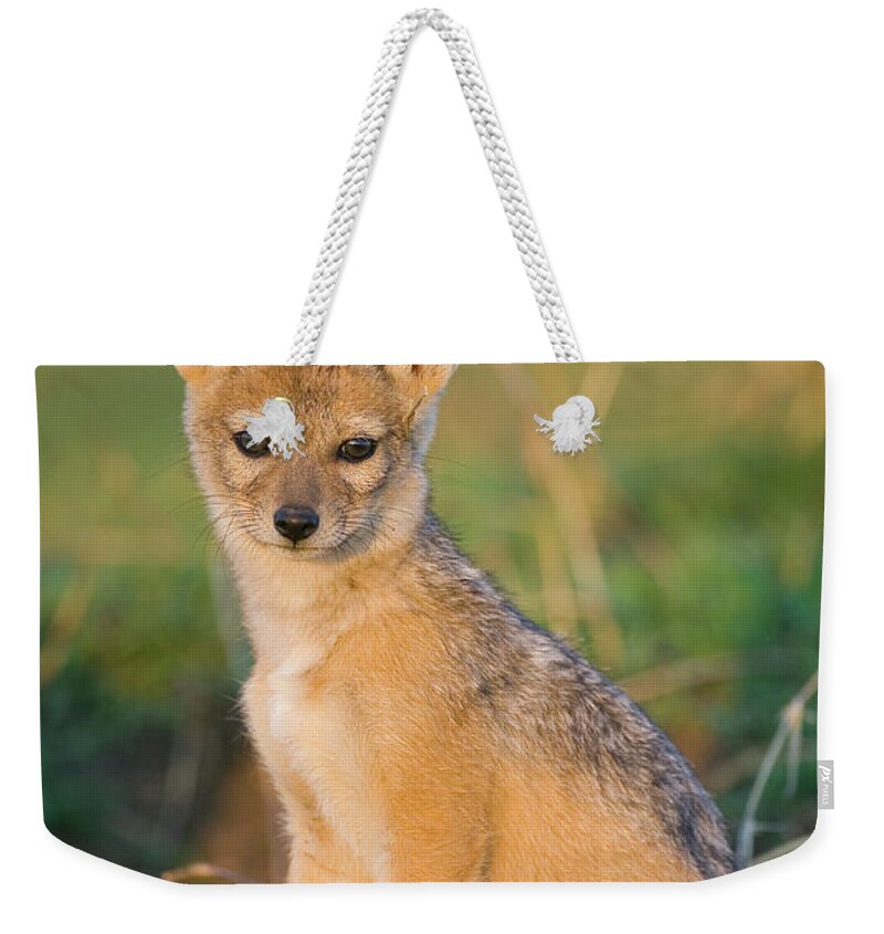 00784172 Weekender Tote Bag featuring the photograph Black-backed Jackal Canis Mesomelas by Suzi Eszterhas