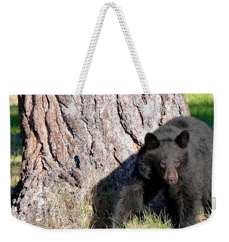 Black Bear 4 Weekender Tote Bag featuring the photograph Black Bear 4 by Will Borden