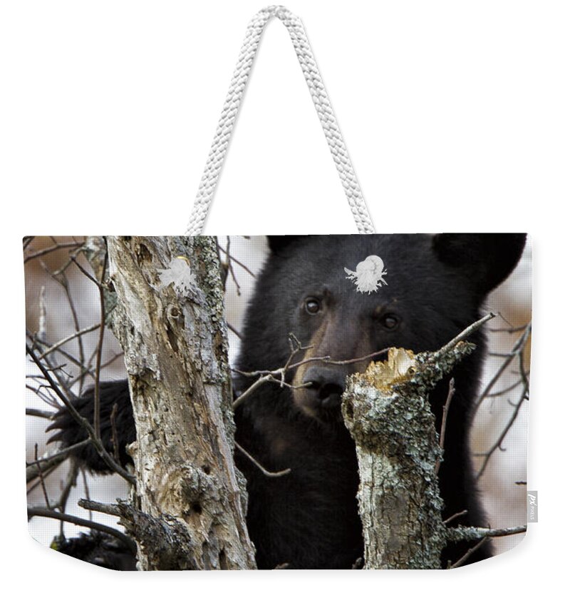 Black Bear Weekender Tote Bag featuring the photograph Black Bear Cub by Ronald Lutz