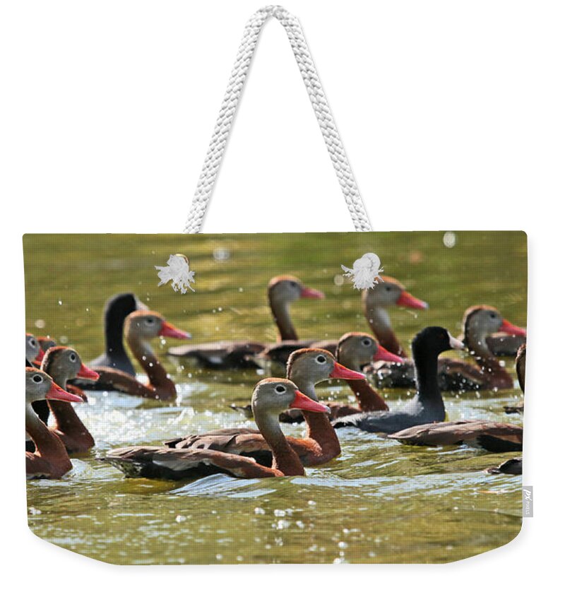 Black-bellied Whistling Duck Photography Weekender Tote Bag featuring the photograph Black-bellied Whistling Ducks by Luana K Perez