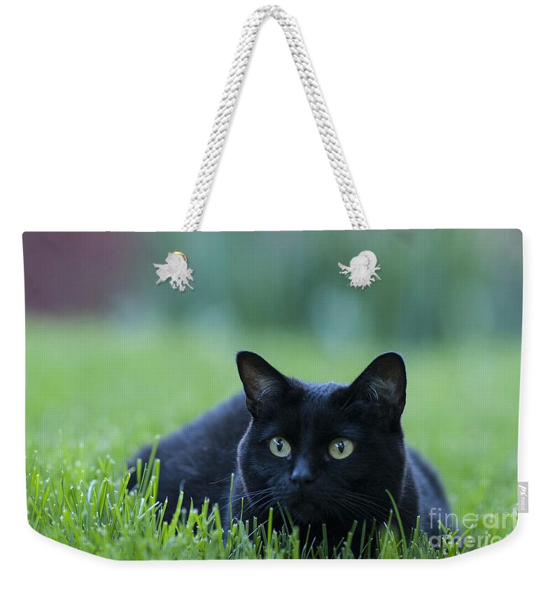 Animal Weekender Tote Bag featuring the photograph Black Cat by Juli Scalzi