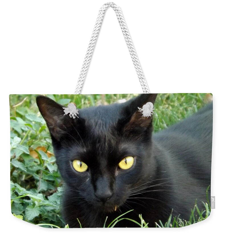 Animal Weekender Tote Bag featuring the photograph Black Cat by Lingfai Leung