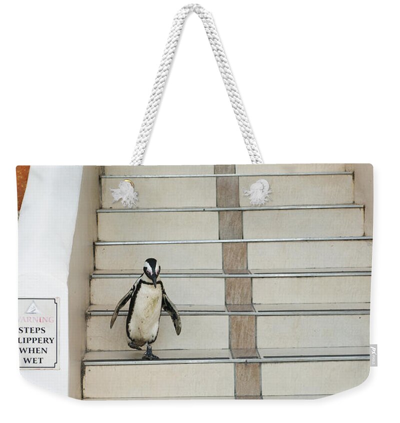 Feb0514 Weekender Tote Bag featuring the photograph Black-footed Penguin Boulders Beach by Kevin Schafer