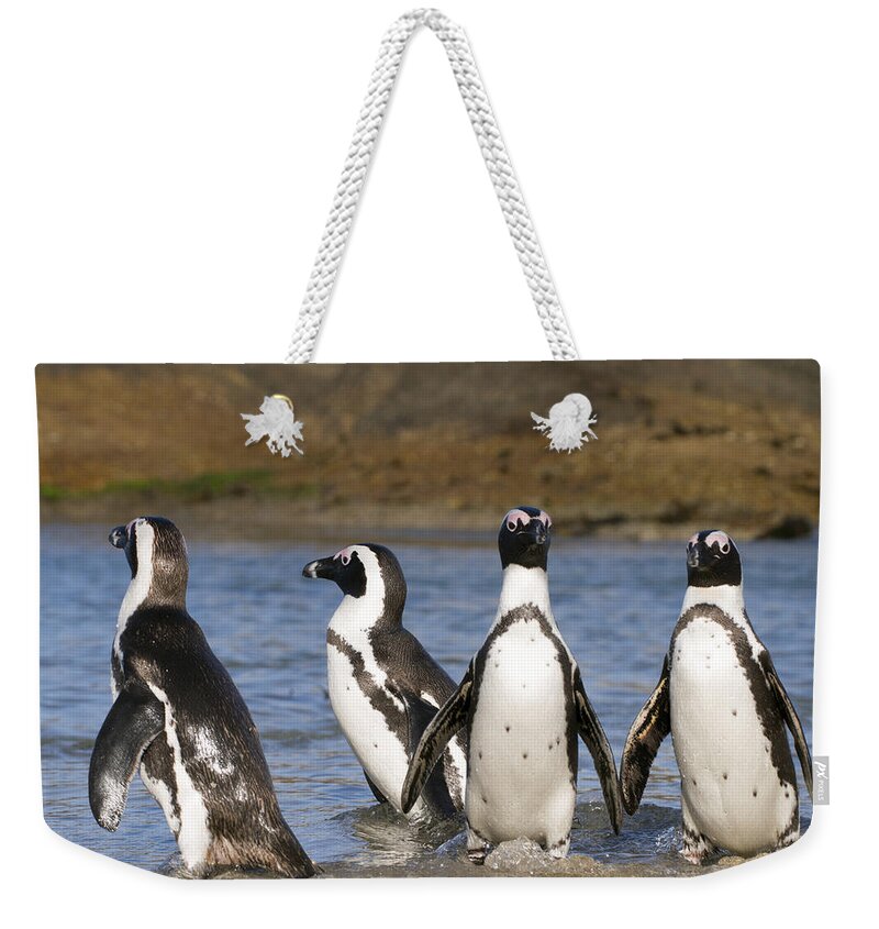 Nis Weekender Tote Bag featuring the photograph Black-footed Penguins On Beach Cape by Alexander Koenders