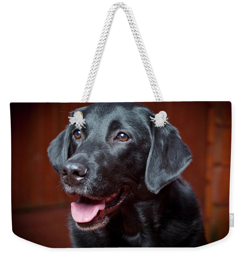 Photography Weekender Tote Bag featuring the photograph Black Labrador Retriever. Young Male by Animal Images