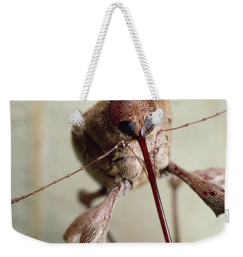 Feb0514 Weekender Tote Bag featuring the photograph Black Oak Acorn Weevil Boring Into Acorn by Mark Moffett