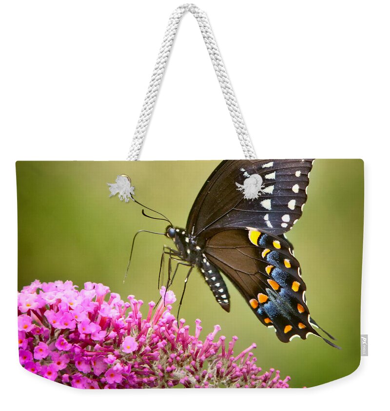 Butterfly Weekender Tote Bag featuring the photograph Black Swallowtail by Bill Wakeley