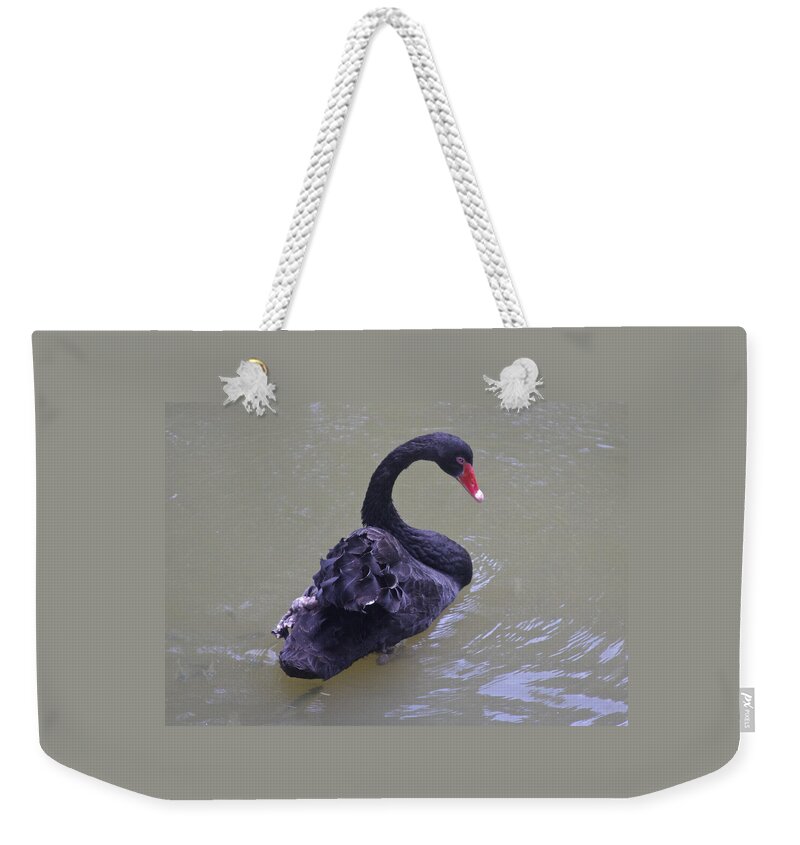Cygnus Atratus Weekender Tote Bag featuring the photograph Black Swan, Melbourne, Australia by Venetia Featherstone-Witty
