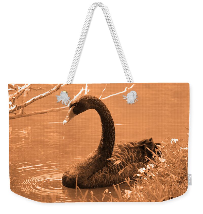 Bird Weekender Tote Bag featuring the photograph Black Swan by Leticia Latocki