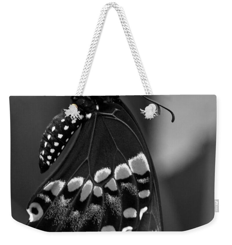 Black Swollowtail Weekender Tote Bag featuring the photograph Black Swollowtail by Iris Richardson