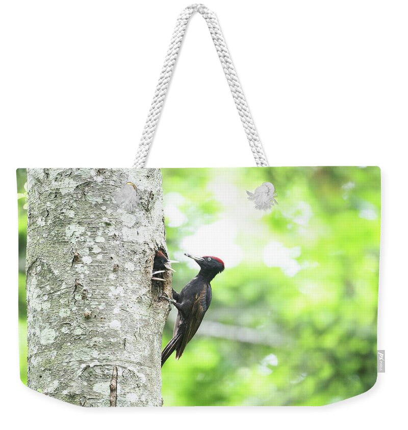 Hokkaido Weekender Tote Bag featuring the photograph Black Woodpecker by Tsuntsun
