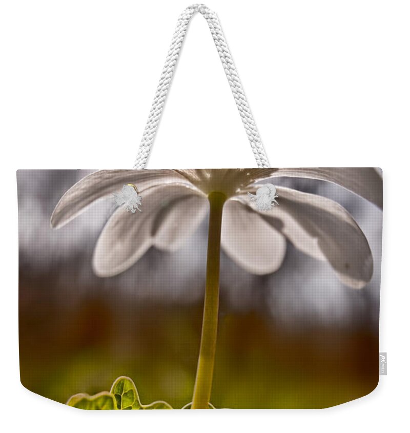 2011 Weekender Tote Bag featuring the photograph Bloodroot by Robert Charity