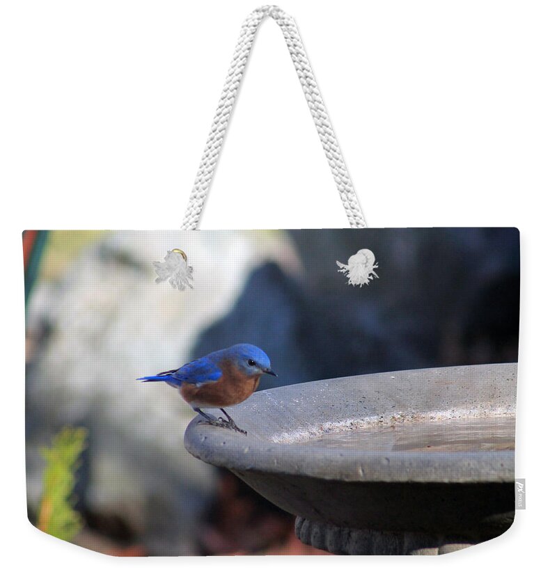 Bird Weekender Tote Bag featuring the photograph Blue and brown by Lily K
