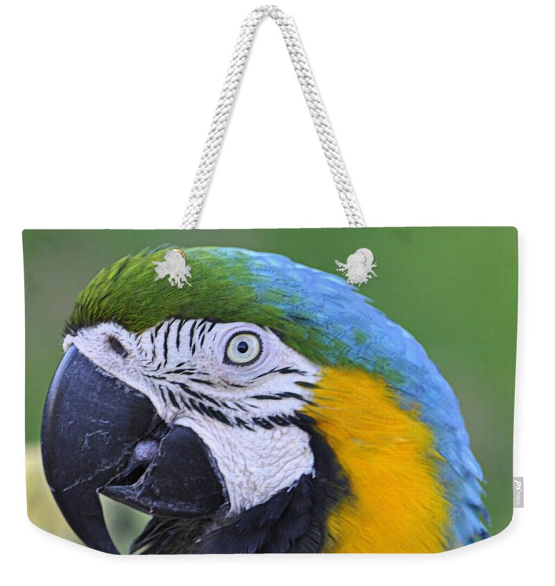 Birds Weekender Tote Bag featuring the photograph Blue and Gold Macaw by AJ Schibig