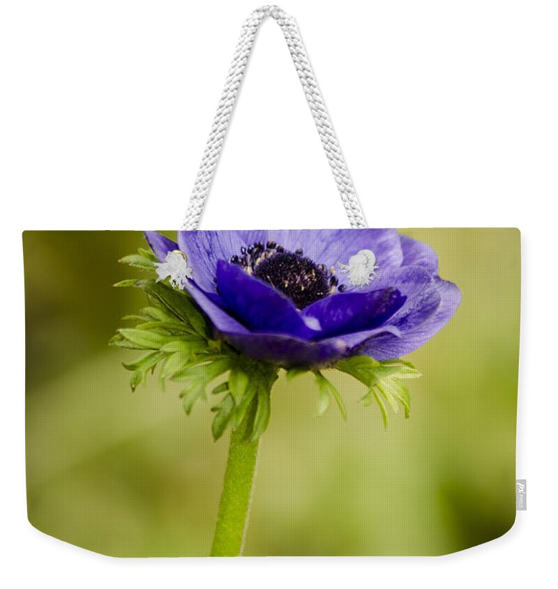 Blue Weekender Tote Bag featuring the photograph Blue Anemone by Spikey Mouse Photography