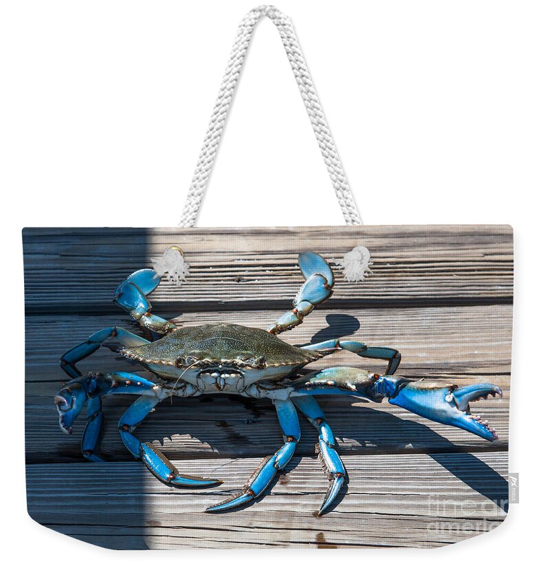 Blue Crab Weekender Tote Bag featuring the photograph Blue Crab Pincher by Dale Powell