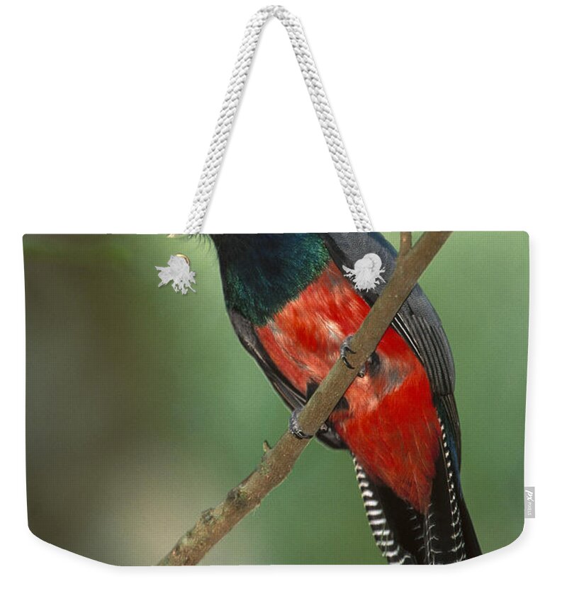 00216387 Weekender Tote Bag featuring the photograph Blue-crowned Trogon Peru by Pete Oxford