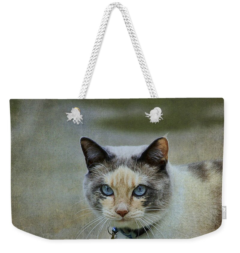 Cat Weekender Tote Bag featuring the photograph Blue Eyed Danni by Teresa Zieba