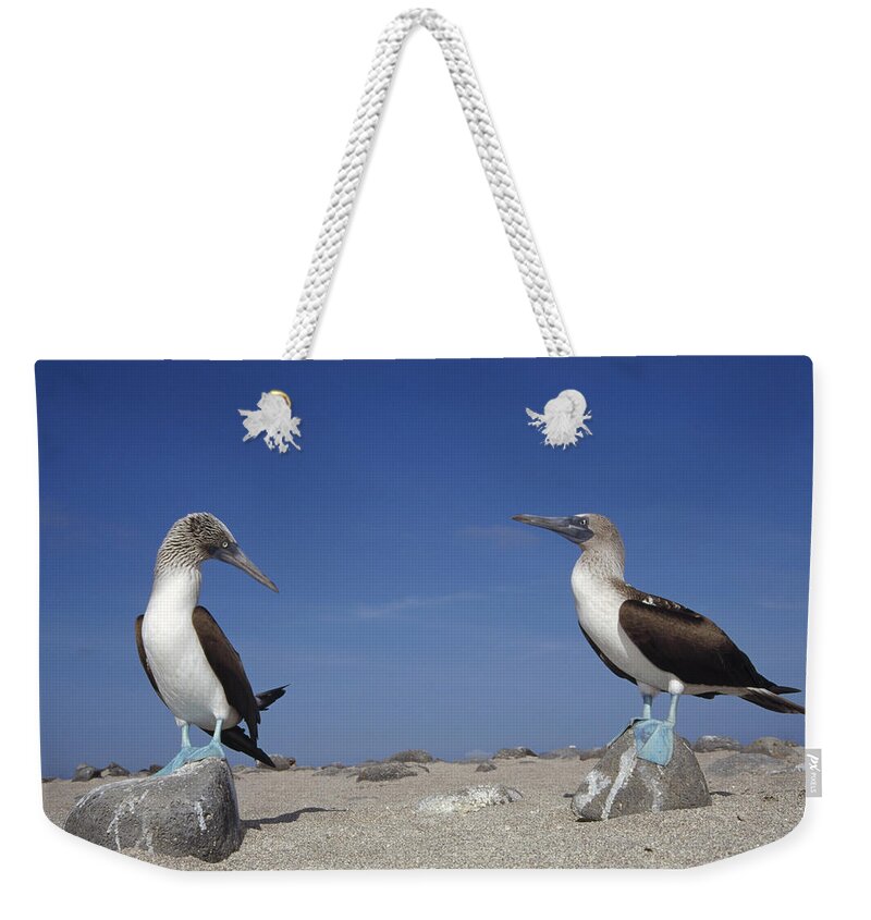 Feb0514 Weekender Tote Bag featuring the photograph Blue-footed Booby Pair Galapagos Islands by Tui De Roy