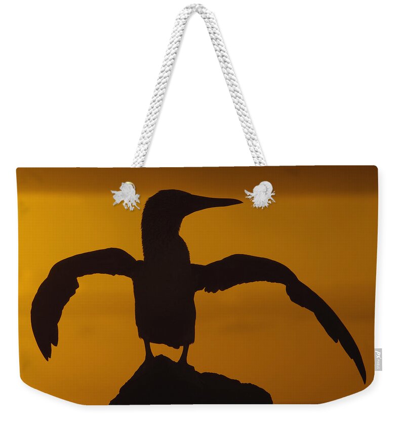 Feb0514 Weekender Tote Bag featuring the photograph Blue-footed Booby Stretching Galapagos by Pete Oxford