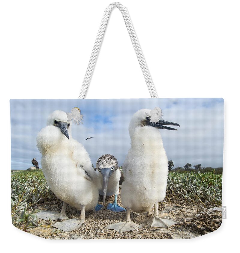 531696 Weekender Tote Bag featuring the photograph Blue-footed Booby With Two Chicks by Tui De Roy