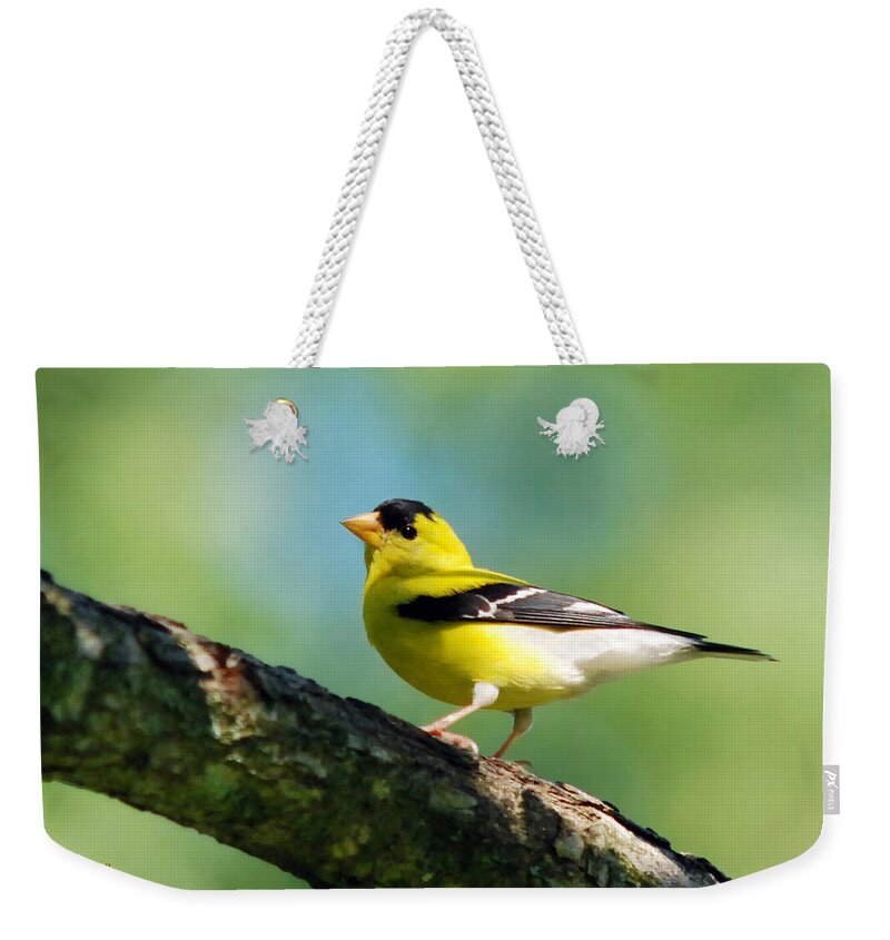 American Goldfinch Weekender Tote Bag featuring the photograph Blue Heart Goldfinch by Christina Rollo