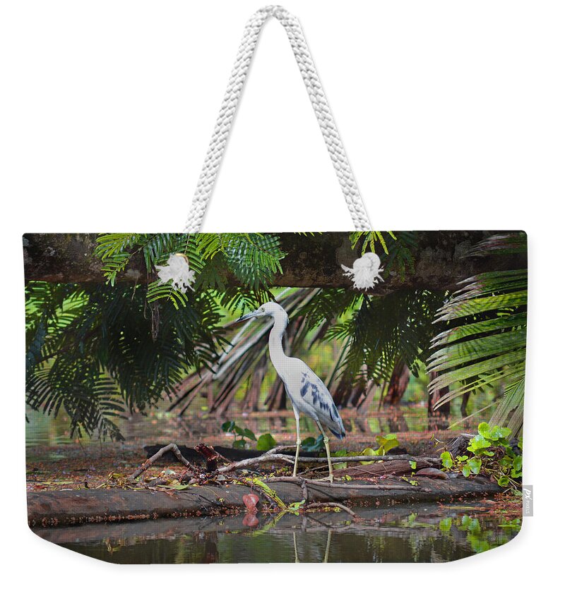 Blue Heron Weekender Tote Bag featuring the photograph Blue Heron Tortuguero Costa Rica by Gary Keesler