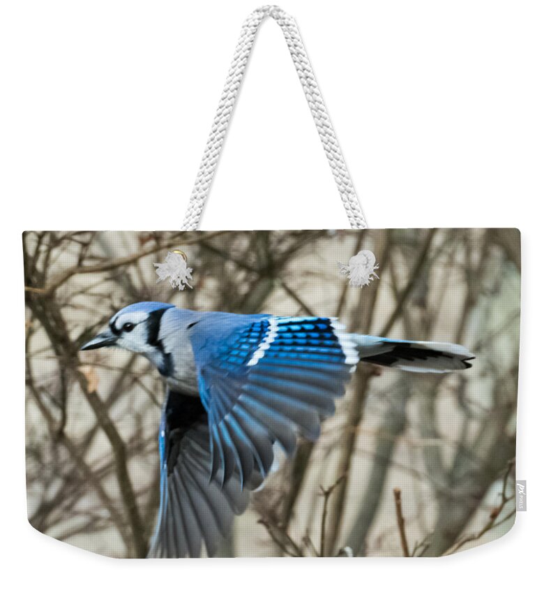 Blue Jay Weekender Tote Bag featuring the photograph Blue Jay by Holden The Moment