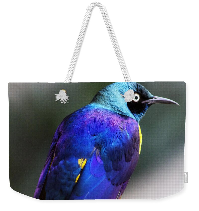 Bird Weekender Tote Bag featuring the photograph Blue life by Lily K