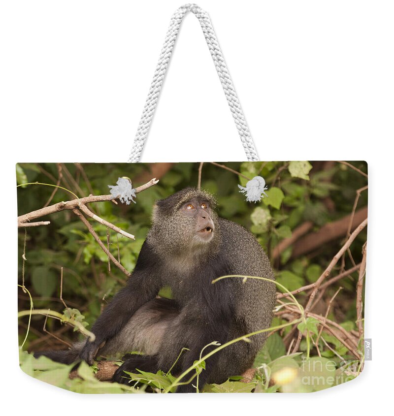 Blue Weekender Tote Bag featuring the photograph Blue monkey Cercopithecus mitis by Eyal Bartov