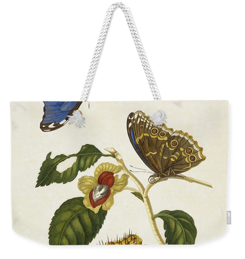 Illustration Weekender Tote Bag featuring the photograph Blue Morpho And Metamorphosis by Getty Research Institute