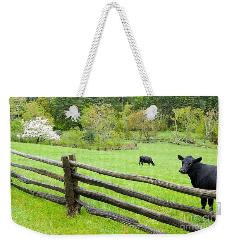Cows Weekender Tote Bag featuring the photograph Blue Ridge Parkway Cows by John Harmon