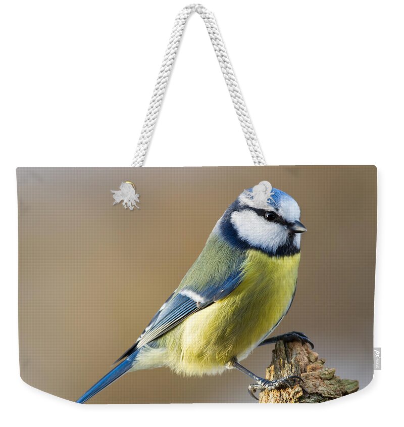 Blue Tit On Stub Weekender Tote Bag featuring the photograph Blue Tit on Stub by Torbjorn Swenelius