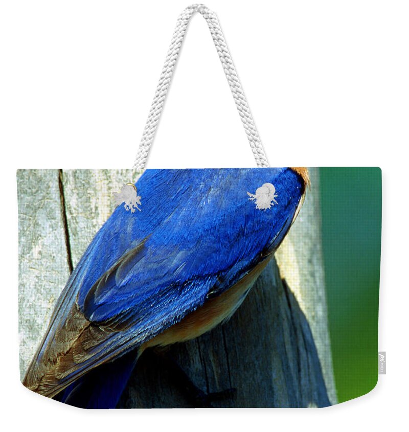 Sialia Sialia Weekender Tote Bag featuring the photograph Bluebird by Millard H. Sharp