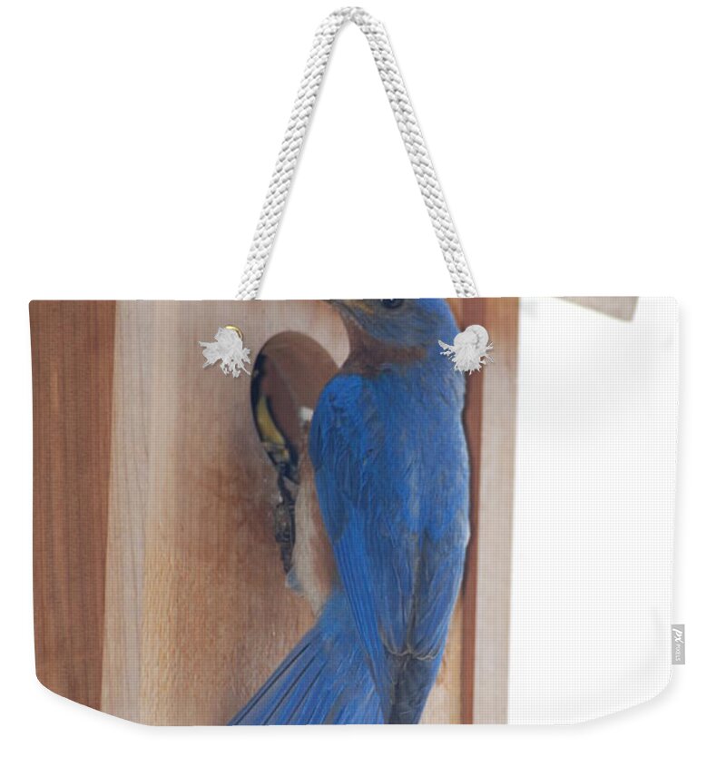 Bird Weekender Tote Bag featuring the photograph Bluebird of Happiness by Kenny Glover
