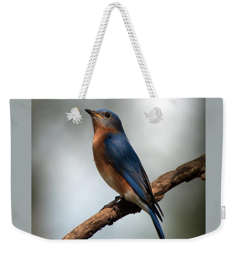 Bluebird Weekender Tote Bag featuring the photograph Bluebird -Why Yes by Sandra Clark