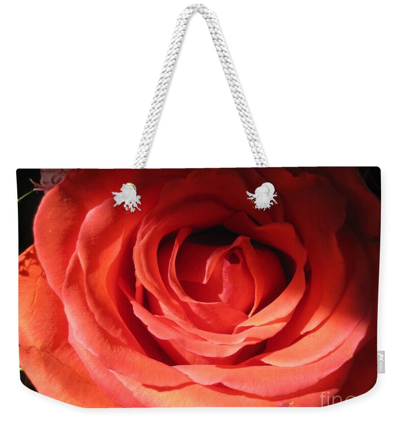 Floral Weekender Tote Bag featuring the photograph Blushing Orange Rose 3 #1 by Tara Shalton
