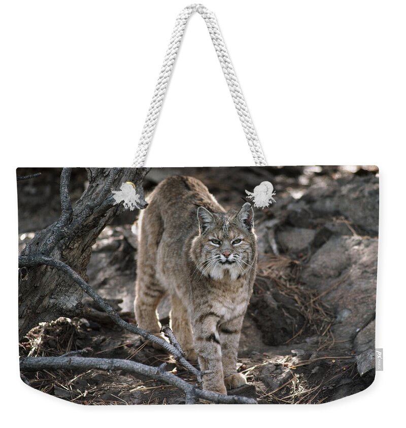 Feb0514 Weekender Tote Bag featuring the photograph Bobcat Adult Portrait Montana by Tim Fitzharris
