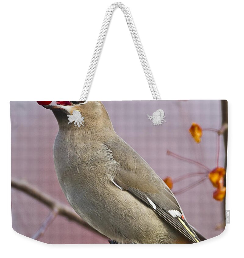 Bohemian Waxwing Weekender Tote Bag featuring the photograph Bohemian Waxwing with Fruit by John Vose