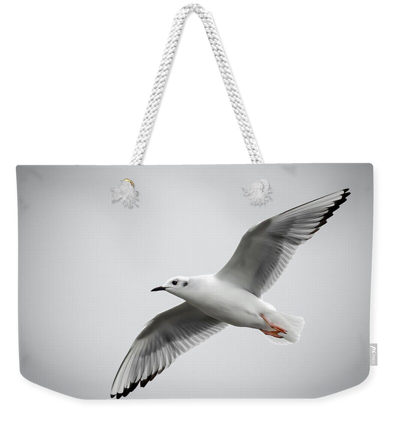 Bonaparte Weekender Tote Bag featuring the photograph Bonaparte Gull by James Barber