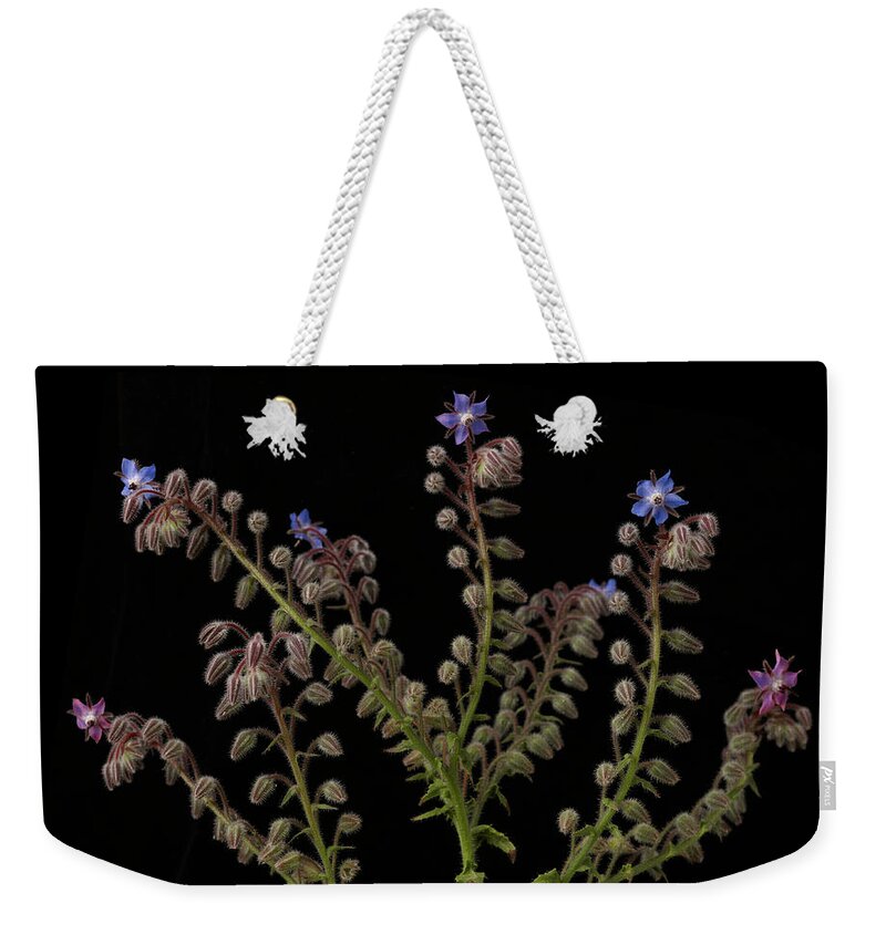 Purple Weekender Tote Bag featuring the photograph Borage Plants On Black Background by William Turner